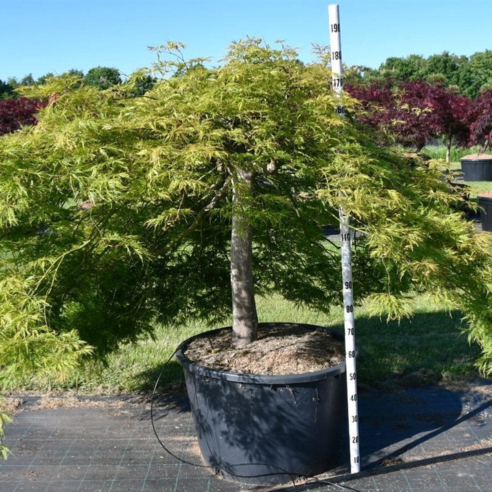Japansk lönn – Acer palmatum 'Inaba-shidare' - C230 90 cm. Stam
